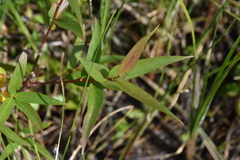 Salix lasiandra