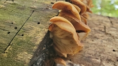 Crepidotus crocophyllus