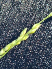 Panicum hallii