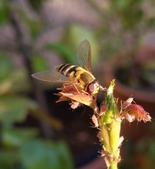 Eupeodes corollae