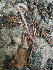 Lumbricus terrestris