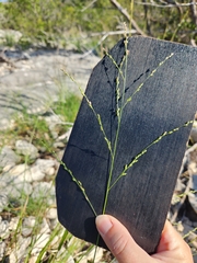Panicum hallii