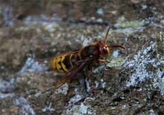 Vespa crabro