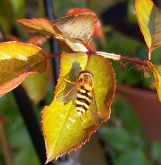 Eupeodes corollae