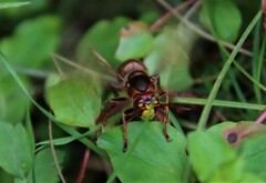 Vespa crabro