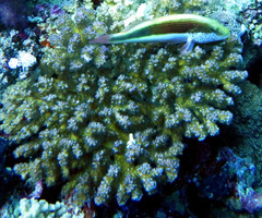 Pocillopora