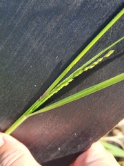Panicum hallii