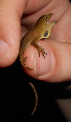 Anolis johnmeyeri