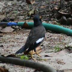 Acridotheres tristis