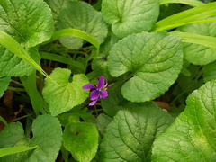 Viola odorata