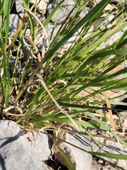 Panicum hallii