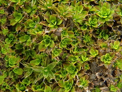 Syntrichia pagorum