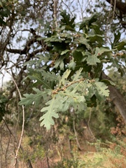 Quercus lobata