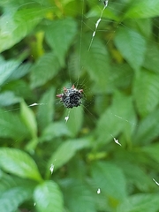 Gasteracantha cancriformis