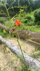 Sesbania vesicaria