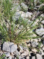 Panicum hallii