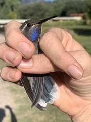 Lampornis clemenciae