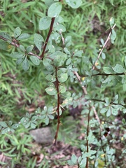 Berberis thunbergii