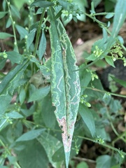 Agromyzidae