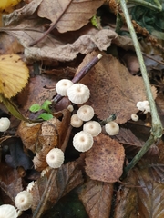 Marasmiineae