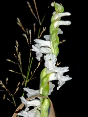 Spiranthes
