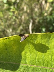 Eutreta noveboracensis