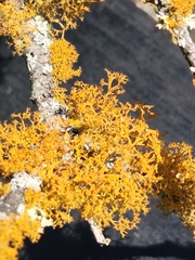 Teloschistes exilis