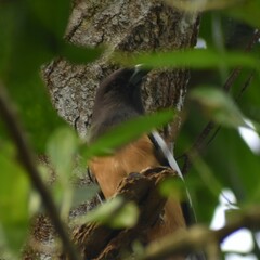 Dendrocitta vagabunda