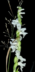 Spiranthes