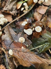 Marasmiineae