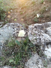 Scabiosa ochroleuca