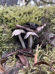 Pseudosperma sororium