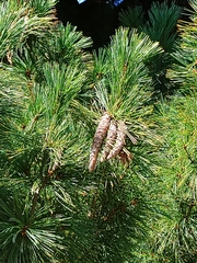 Pinus