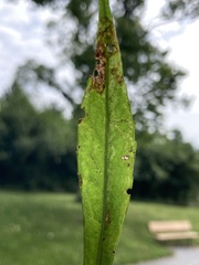 Agromyzidae