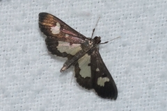 Zenamorpha