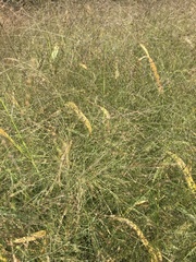 Panicum capillare