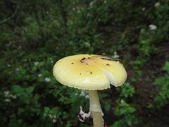 Gemmatae