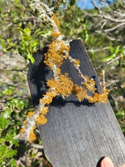 Teloschistes exilis