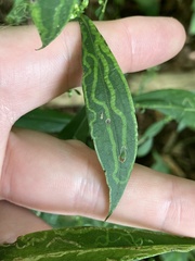 Agromyzidae