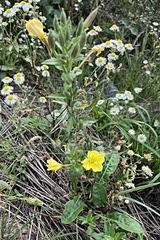 Oenothera biennis
