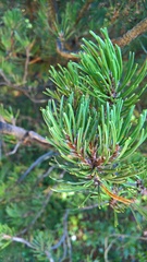 Pinus mugo