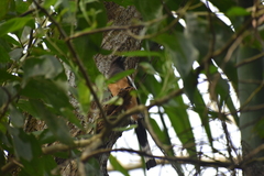Dendrocitta vagabunda