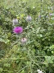 Cirsium decussatum