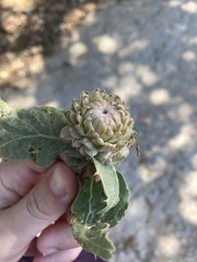 Quercus ithaburensis