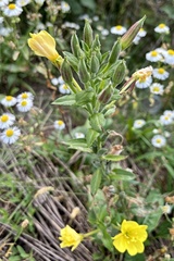 Oenothera biennis