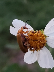 Nemognatha piazata