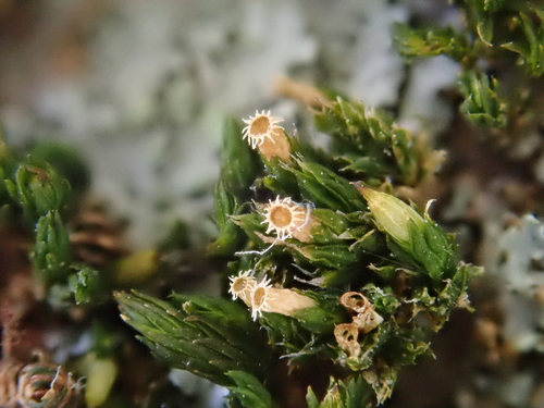 bochník chlpovitý (Orthotrichum diaphanum)