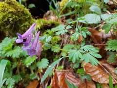 Corydalis solida