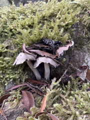 Pseudosperma sororium