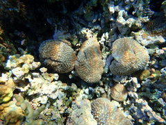 Lobactis scutaria